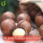 tac-dung-cua-hat-macadamia